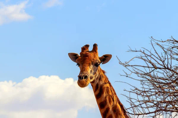 Vahşi Afrika hayvanları. Yakın plan Namibya zürafası gökyüzü arka planında — Stok fotoğraf