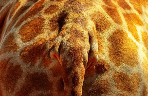 Wild african animals.  Closeup of african bush Giraffe rear with part of the tail. — Stock Photo, Image