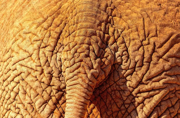 Afrikanische Wildtiere. Nahaufnahme eines afrikanischen Buschelefanten mit einem Teil des Schwanzes. — Stockfoto