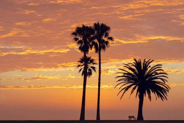 Várias palmeiras em um fundo de pôr do sol dourado brilhante — Fotografia de Stock