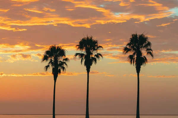 Varias palmeras sobre un fondo de brillante puesta de sol dorada —  Fotos de Stock