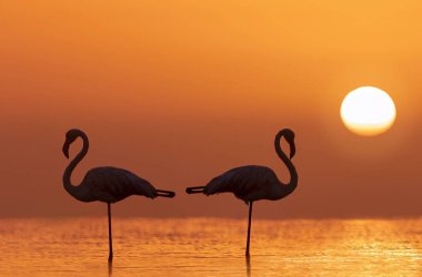 Vahşi Afrika kuşları. İki flamingonun silueti bir gölde duruyor