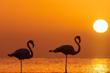Vahşi Afrika kuşları. İki flamingonun silueti bir gölde duruyor