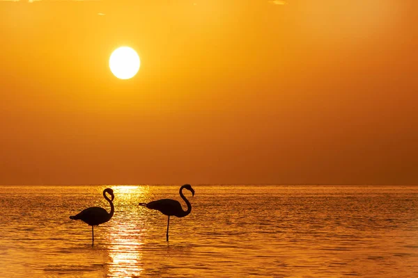 Дикие африканские птицы. Силуэт из двух фламинго стоит в лагуне — стоковое фото