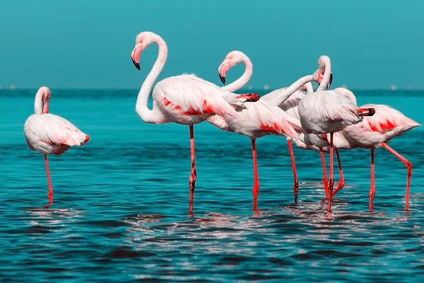 Dzikie afrykańskie ptaki. Grupa afrykańskich białych ptaków flamingów i ich refleksja nad błękitną wodą. — Zdjęcie stockowe