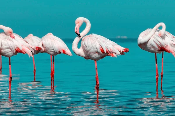 Wild african birds. Group of African white flamingo birds and their reflection on the blue water. — Stock Photo, Image