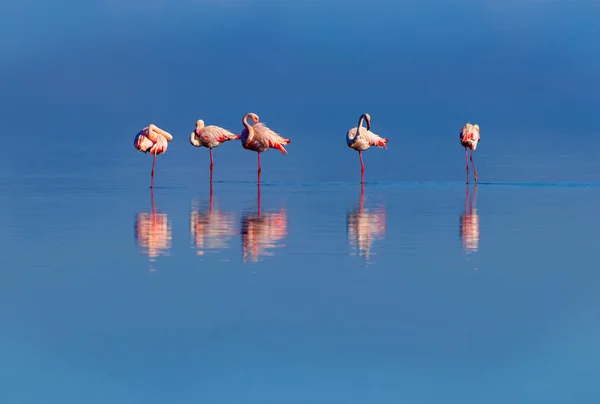 Divocí afričtí ptáci. Skupina ptáků růžové africké plameňáci procházky kolem modré laguny za slunečného dne — Stock fotografie