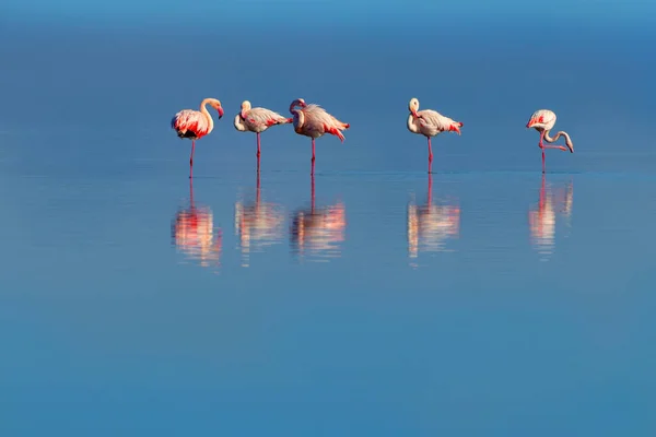 Aves africanas selvagens. Aves de grupo de flamingos africanos cor-de-rosa caminhando pela lagoa azul em um dia ensolarado — Fotografia de Stock