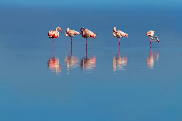 Wild african birds. Group birds of pink african flamingos  walking around the blue lagoon on a sunny day