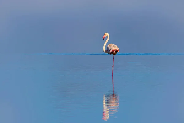 Afrikanische Wildvögel. ein rosafarbener Flamingo wandert durch die blaue Lagune — Stockfoto