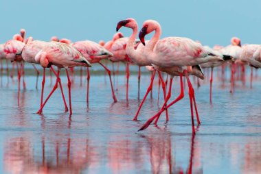Vahşi Afrika kuşları. Pembe Afrikalı flamingoların grup kuşları mavi gölde dolaşıyorlar.