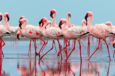 Vahşi Afrika kuşları. Pembe Afrikalı flamingoların grup kuşları mavi gölde dolaşıyorlar.