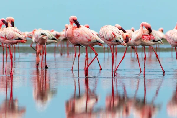 Uccelli selvatici africani. Gruppo uccelli di fenicotteri africani rosa passeggiando intorno alla laguna blu — Foto Stock