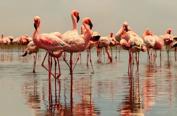 Wild african birds. Group birds of pink african flamingos