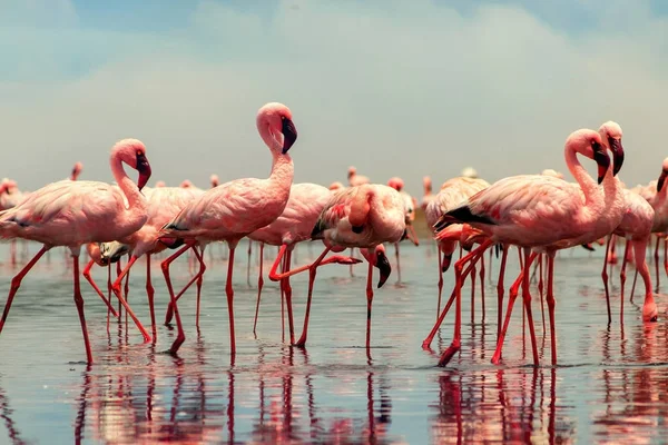 Divocí afričtí ptáci. Skupinoví ptáci růžových afrických plameňáků — Stock fotografie