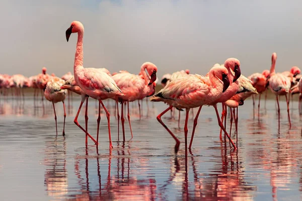 Wild african birds. Group birds of pink african flamingos