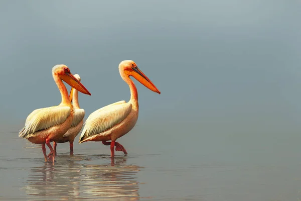 Wild african birds. Two large pink pelicans and their reflection in the clear water of the lagoon — Stock Photo, Image