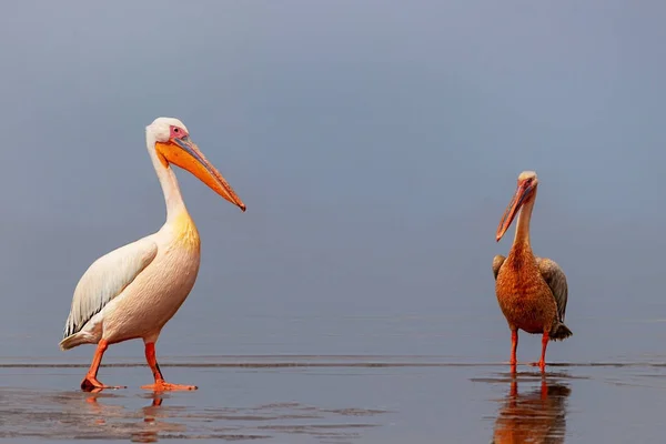 Afrikanische Wildvögel. zwei große rosa Pelikane und ihr Spiegelbild im klaren Wasser der Lagune — Stockfoto