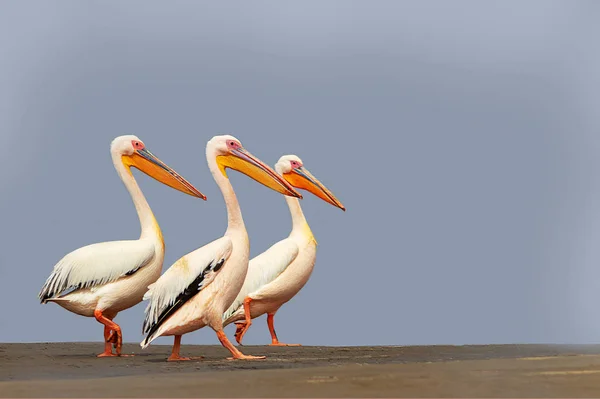 Wilde afrikanische Vögel. Eine Gruppe von mehreren großen rosa Pelikanen steht an einem sonnigen Tag in der Lagune — Stockfoto