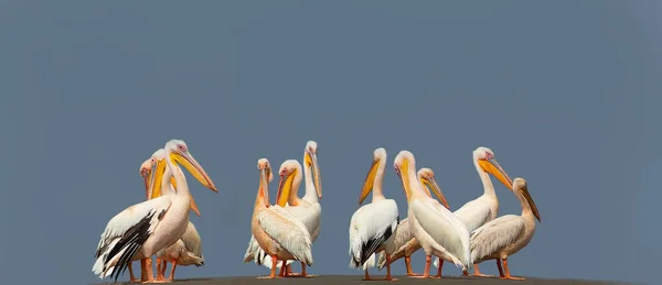 Oiseaux sauvages africains. Un groupe de plusieurs grands pélicans roses se tiennent dans la lagune par une journée ensoleillée — Photo