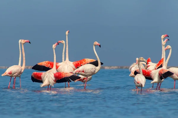 Grupp av afrikanska vita flamingo fåglar och deras reflektion över det blå vattnet. — Stockfoto