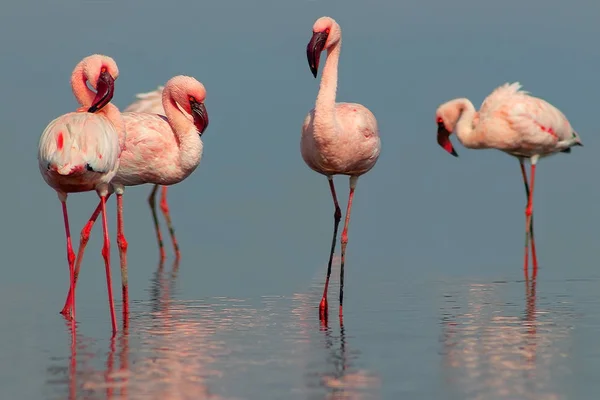 Uccelli selvatici africani. Gruppo di uccelli di fenicotteri africani rosa passeggiando intorno alla laguna blu in una giornata di sole — Foto Stock