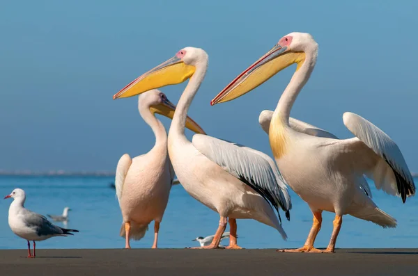 Wilde afrikanische Vögel. Eine Gruppe von mehreren großen rosa Pelikanen steht an einem sonnigen Tag in der Lagune — Stockfoto