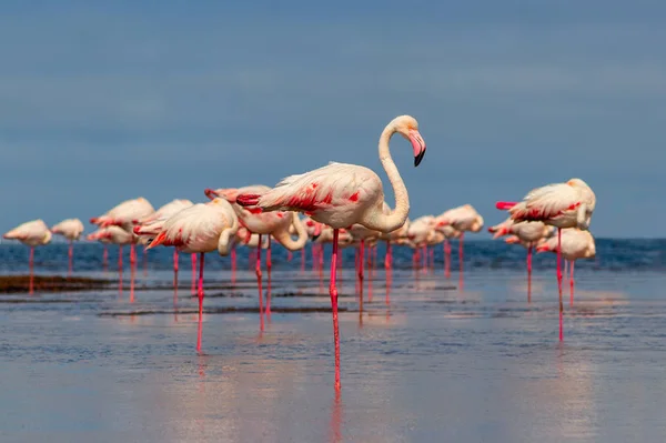 Дикие африканские птицы. Группа птиц из розовых африканских фламинго прогуливается по синей лагуне — стоковое фото