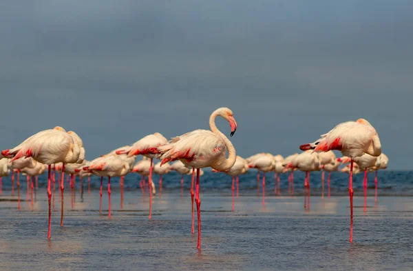 Dzikie afrykańskie ptaki. Grupowe ptaki różowych afrykańskich flamingów spacerujące po błękitnej lagunie — Zdjęcie stockowe