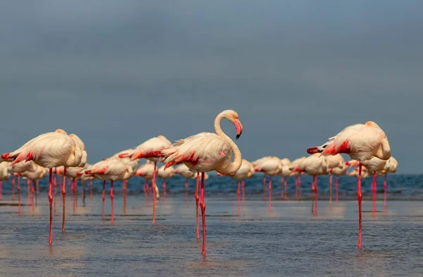 Divocí afričtí ptáci. Skupinoví ptáci růžových afrických plameňáků procházející se po modré laguně — Stock fotografie