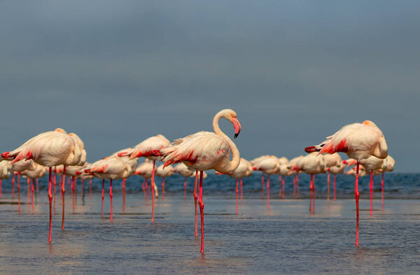 Wild african birds. Group birds of pink african flamingos  walking around the blue lagoon