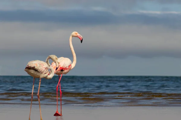 Wild african birds. Two birds of pink african flamingos  walking around the blue lagoon