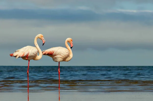 Dzikie afrykańskie ptaki. Dwa ptaki różowo-afrykańskie flamingi spacerujące po błękitnej lagunie — Zdjęcie stockowe
