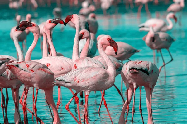 Wild african birds. Group birds of pink african flamingos  walking around the blue lagoon — Stock Photo, Image