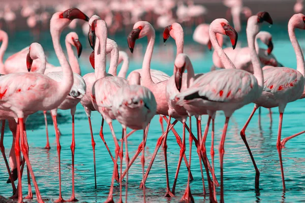 Wilde Afrikaanse vogels. Groepsvogels van roze Afrikaanse flamingo 's die rond de blauwe lagune lopen — Stockfoto