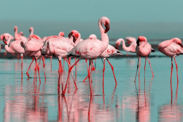 Divocí afričtí ptáci. Skupinoví ptáci růžových afrických plameňáků procházející se po modré laguně — Stock fotografie