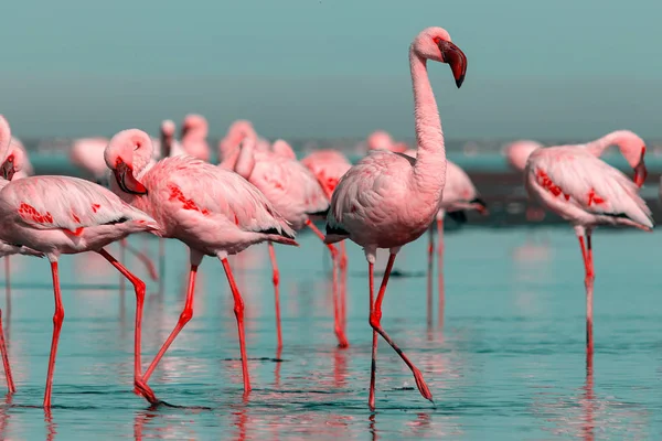 Wild african birds. Group birds of pink african flamingos  walking around the blue lagoon — Stock Photo, Image