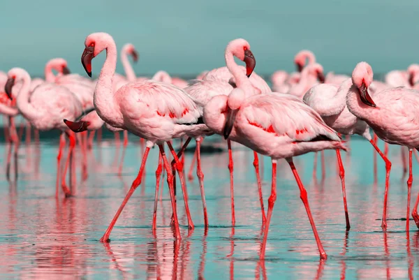 Aves africanas selvagens. Aves de grupo de flamingos africanos cor-de-rosa caminhando pela lagoa azul — Fotografia de Stock