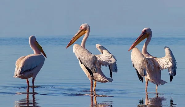 Afrikanische Wildvögel. eine Gruppe von mehreren großen rosa Pelikanen — Stockfoto