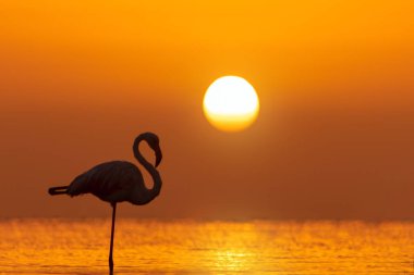 Bir grup flamingo, altın gün batımının arka planında bir gölde duruyor.