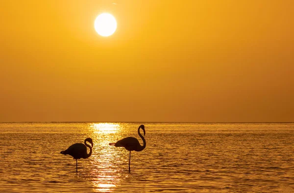 Группа фламинго стоит в лагуне на фоне золотого заката — стоковое фото