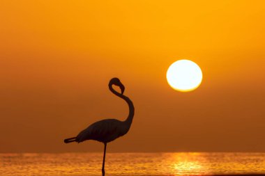 Bir grup flamingo, altın gün batımının arka planında bir gölde duruyor.