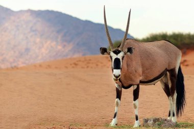 Vahşi Afrika hayvanı. Yalnız Afrika antilobu Namib çölünde yürüyor.