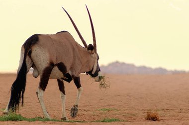 Vahşi Afrika hayvanı. Yalnız Afrika antilobu Namib çölünde yürüyor.