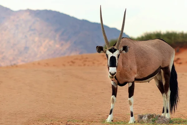 Wild African Animal Lonely Oryx Walks Namib Desert — Stock Photo, Image