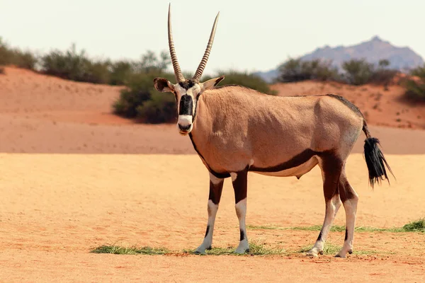 Dzikie Afrykańskie Zwierzę Samotny Oryx Przemierza Pustynię Namib — Zdjęcie stockowe