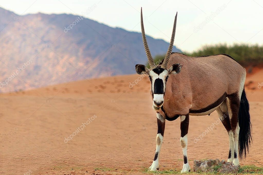 Wild african animal. Lonely Oryx walks through the Namib desert