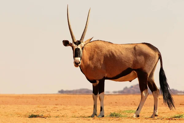 Afrikanisches Wildtier Einsamer Oryx Wandert Durch Die Wüste Namib — Stockfoto