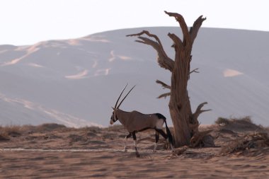 Vahşi Afrika hayvanı. Yalnız Afrika antilobu Namib çölünde yürüyor.