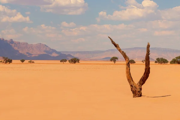 Eenzame Dode Boom Namibische Woestijn — Stockfoto